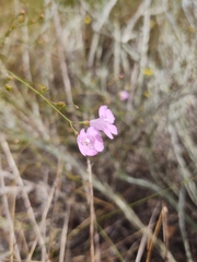 Agalinis linifolia