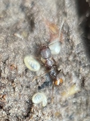 Aphaenogaster fulva