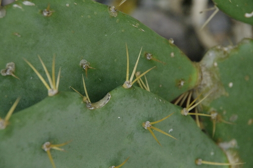 Opuntia stricta