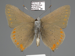 Satyrium titus
