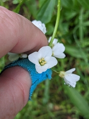 Cardamine californica