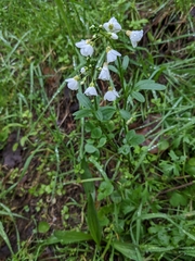 Cardamine californica