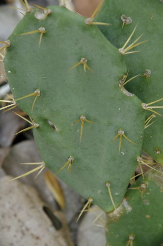 Opuntia stricta