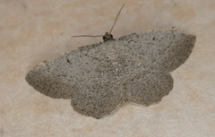 Stueningia poggearia