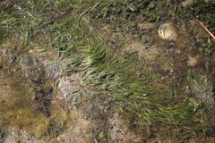 Zostera muelleri