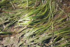 Zostera muelleri