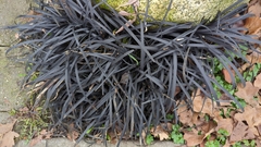 Ophiopogon planiscapus