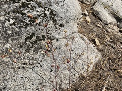 Cordylanthus rigidus rigidus