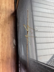 Ctenomorpha marginipennis