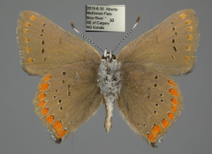 Satyrium titus