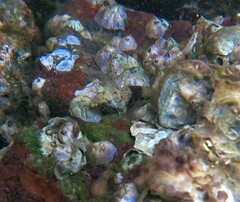 Amphibalanus amphitrite