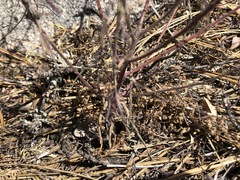 Cordylanthus rigidus rigidus