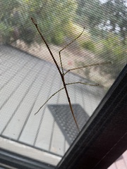 Ctenomorpha marginipennis