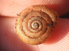 Triodopsis hopetonensis