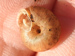 Triodopsis hopetonensis