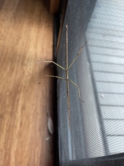 Ctenomorpha marginipennis