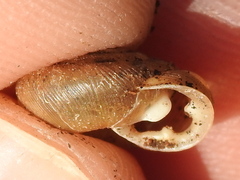 Triodopsis hopetonensis
