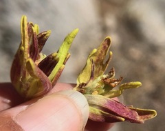 Cordylanthus rigidus rigidus