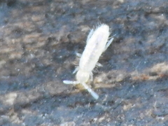 Entomobryidae