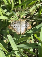 Anartia jatrophae