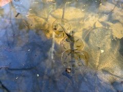 Ambystoma jeffersonianum