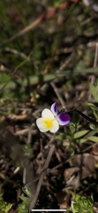 Viola arvensis