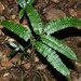 Lindsaea lancea - Photo (c) Nils Servientis - Bivouac Naturaliste, algunos derechos reservados (CC BY-NC), subido por Nils Servientis - Bivouac Naturaliste