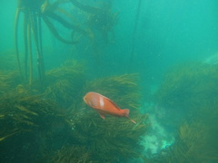 Chrysoblephus laticeps