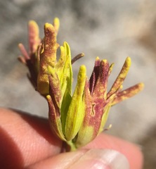 Cordylanthus rigidus rigidus