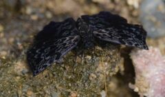 Cycloglypha thrasibulus