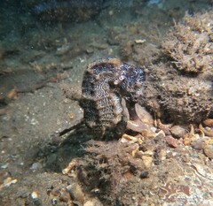 Hippocampus ingens