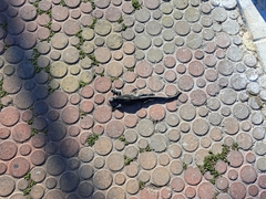 Amblyrhynchus cristatus hassi