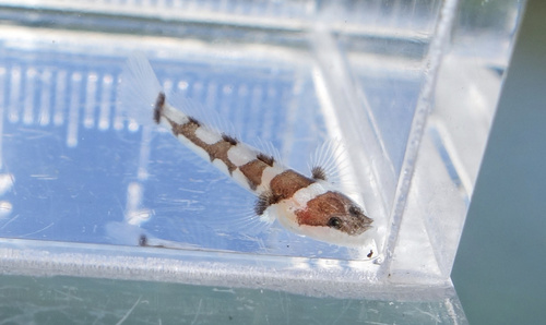 Patchwork barbelgoby (Gobiopsis arenaria) — Gobiidae — 5