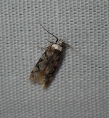 Endrosis sarcitrella