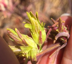 Cordylanthus rigidus rigidus