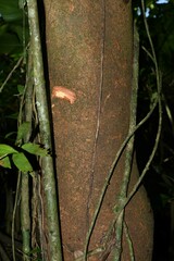 Macrolobium bifolium