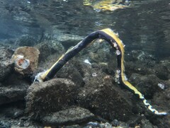 Hydrophis platurus