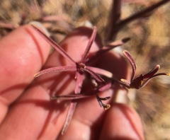 Cordylanthus rigidus rigidus