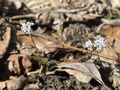 Erigenia bulbosa