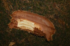 Macrolobium bifolium