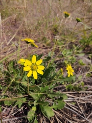 Berlandiera subacaulis