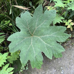 Gunnera manicata