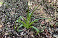 Toxicoscordion fremontii