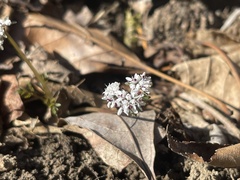 Erigenia bulbosa