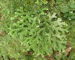 Selaginellaceae