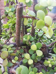 Portulacaria