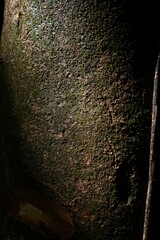 Macrolobium bifolium