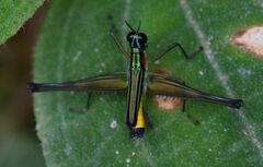 Eumastacoidea