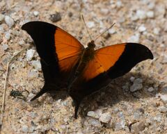 Marpesia furcula