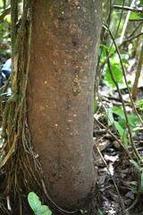 Macrolobium bifolium